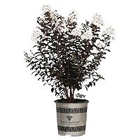 Algopix Similar Product 13 - Black Diamond Crape Myrtle Tree