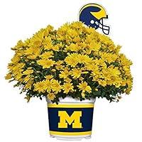 Algopix Similar Product 12 - Sporticulture Michigan Wolverines Color