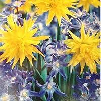 Algopix Similar Product 14 - Chionodoxa & Daffodil Mix - 30 Bulbs