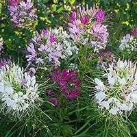 Algopix Similar Product 6 - Cleome Spider Flower Mix  Certified