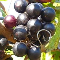 Algopix Similar Product 8 - Jumbo Muscadine Grape Vine Live Plant