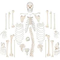 Algopix Similar Product 13 - Wellden Medical Full Disarticulated