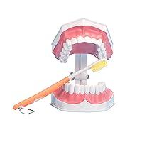 Algopix Similar Product 12 - Large Dental Teeth ModelYOUYA DENTAL