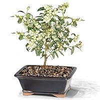 Algopix Similar Product 10 - Brussel's Bonsai Dwarf Blueberry Bonsai