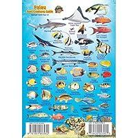 Algopix Similar Product 11 - Franko Maps Palau Reef Creature Guide 4