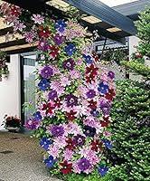 Algopix Similar Product 1 - Clematis Mixed Colors 20Seeds