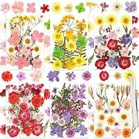 Algopix Similar Product 9 - 160 Pcs Dried Flowers Pressed Real