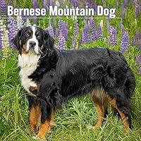 Algopix Similar Product 14 - MegaCalendars  Bernese Mountain Dog