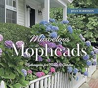 Algopix Similar Product 11 - Marvelous Mopheads Hydrangeas for Home