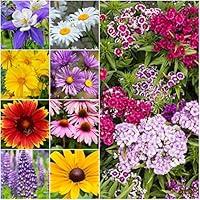 Algopix Similar Product 9 - Seed Needs Large 21 Ounce Package of