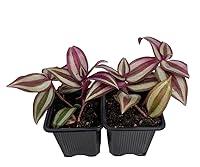 Algopix Similar Product 14 - Purple Wandering Jew  2 Plants  3