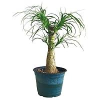 Algopix Similar Product 1 - Brussels Bonsai Live Ponytail Palm