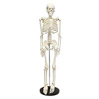 Algopix Similar Product 10 - MonMed Medical Skeleton Model 335in