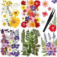 Algopix Similar Product 19 - Nuanchu Pressed Flowers Bulk Dried