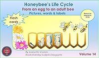 Algopix Similar Product 20 - Honeybees Life Cycle Flash Cards