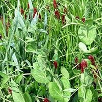 Algopix Similar Product 3 - Outsidepride Gardenway Cover Crop Seeds