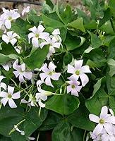 Algopix Similar Product 13 - Live Green Shamrock Plant White Flower