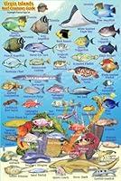 Algopix Similar Product 16 - Virgin Islands Reef Creatures Guide