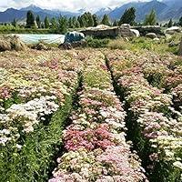 Algopix Similar Product 1 - Outsidepride 2000 Seeds Perennial