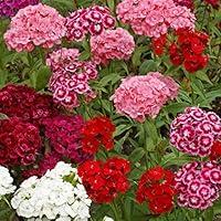 Algopix Similar Product 8 - Outsidepride 1 lb Perennial Dianthus