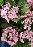 Algopix Similar Product 12 - 3 Gallon  Endless Summer TwistnShout