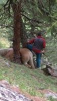 Algopix Similar Product 5 - Guys Rescue Horse Stuck Between Trees