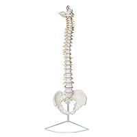 Algopix Similar Product 4 - MonMed Life Size Vertebral Column Model