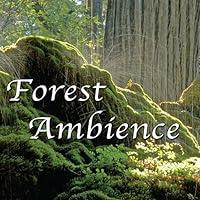 Algopix Similar Product 16 - Forest Ambience  Healing Nature Sounds
