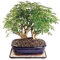 Algopix Similar Product 7 - Brussels Live Dwarf Hawaiian Umbrella