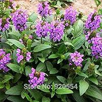 Algopix Similar Product 20 - sophisticate 300pcslot Freshly Picked