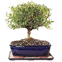 Algopix Similar Product 17 - Brussels Live Gardenia Outdoor Bonsai