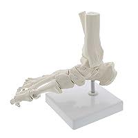 Algopix Similar Product 1 - MonMed Medical Models Life Size Foot