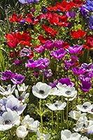 Algopix Similar Product 17 - Bloomsz 09460 Anemone Coronaria Blend