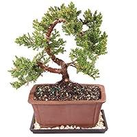 Algopix Similar Product 16 - Brussels Live Green Mound Juniper