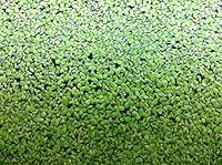 Algopix Similar Product 16 - 500 Live Duckweed Plants (LEMNA Minor)