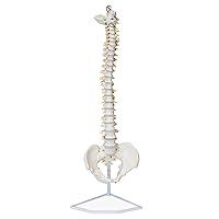 Algopix Similar Product 11 - MonMed Life Size Vertebral Column Model