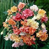 Algopix Similar Product 6 - Bloomsz Pastel Hanging Basket Begonia