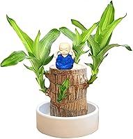 Algopix Similar Product 5 - Brazilian Wood PlantLucky Wood Plant