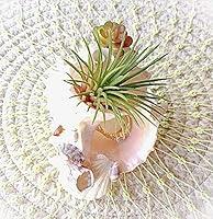 Algopix Similar Product 19 - Sea Shell Ring Keeper ~ Mini Planter