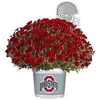 Algopix Similar Product 10 - Sporticulture Ohio State Buckeyes Color