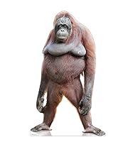 Algopix Similar Product 1 - Cardboard People Orangutan Life Size