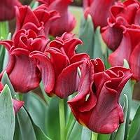 Algopix Similar Product 15 - 20 Bulbs Tulip Bulbs for Fall Planting
