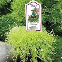 Algopix Similar Product 9 - Leos Scotch Moss  Fairy Garden Plant