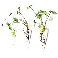 Algopix Similar Product 10 - Kingbuy Levitating Glass Planter for