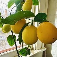 Algopix Similar Product 10 - 2 to 3 Ft Bears Lemon Tree Live Plant