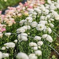 Algopix Similar Product 10 - Ranunculus Bulbs for Planting 25 White