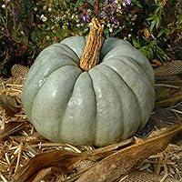 Algopix Similar Product 11 - Pumpkin Blue Doll F1  Vegetable Seeds