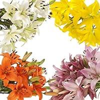 Algopix Similar Product 14 - Vistaflor  Wholesale Asiatic Lilies