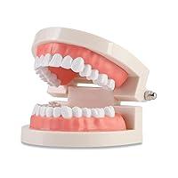 Algopix Similar Product 6 - Dental Adult Standard Teeth Model