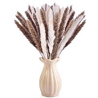 Algopix Similar Product 4 - Dry Pampas Grass Natural Dried Bundle